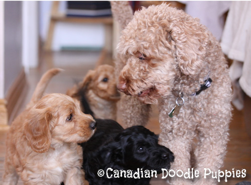 A Doodle Mom and her Puppies Dakota, Truffles and Pink