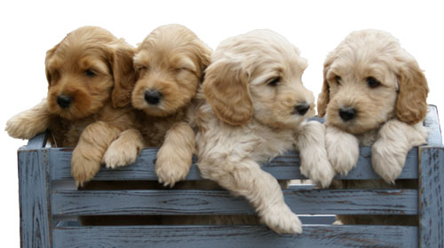 4 beige Labradoodle puppies in a blue wood box