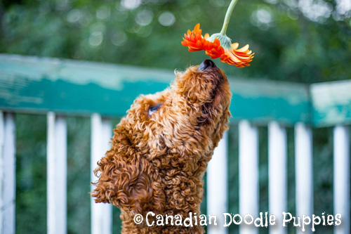 A Labradoodle smelling a daisy