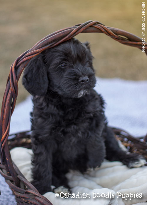 Puppy waiting to go home