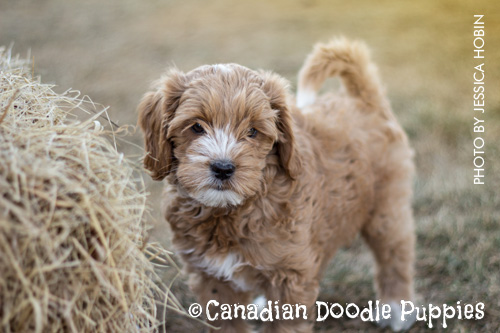 A Light Caramel Parti Labradoodle on Visiting Day