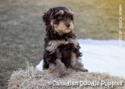 A Light Caramel Parti Labradoodle on Visiting Day
