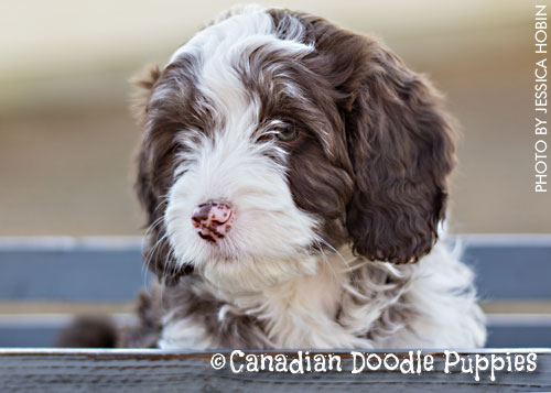 Chocolate & White Parti Labradoodle puppy