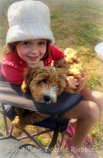 A little girl cuddling a Apricot Parti Labradoodle puppy