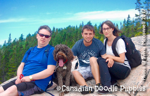 Kodiak - One of our Doodle Dads with his Guardian Family
